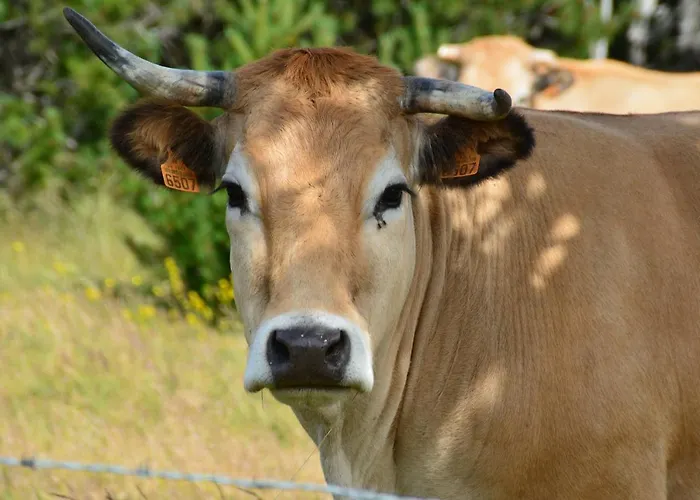 La Barthe Basse 펜션